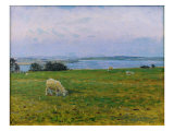 Sheep Grazing, Osterby, Skagen Giclee Print by Viggo Johansen