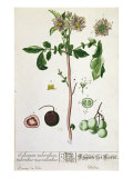 Potato Plant and Fruit, Plate from 'Herbarium Blackwellianum', Published 1757 in Nuremberg, Germany Giclee Print by Elizabeth Blackwell