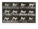 Handicapped Boy Crawling, plate 539 from 'Animal Locomotion', 1887 Giclee Print by Eadweard Muybridge