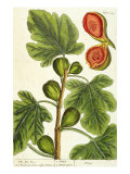 The Fig Tree, Plate 125 from 'A Curious Herbal', published 1782 Giclee-trykk av Elizabeth Blackwell