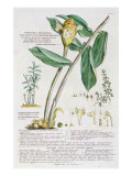 Zingiber latifolium and Amomum, 1754 Giclee Print by Georg Dionysius Ehret