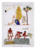 Getting Water and Watering Vegetables, from Rare Record of Frescoes from Thebes, recorded 1819-1822 reproduction procédé giclée par Frederic Cailliaud