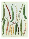 Beans, Tab VII from the 'Album Benary', engraved by G. Severeyns, 1876 Giclee-trykk av Ernst Benary