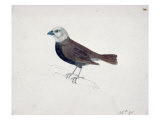 Malacca Crossbeak Giclee Print by Thomas Bewick