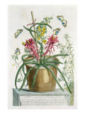 Cereus Minimus, c.1745 Giclee Print by Georg Dionysius Ehret