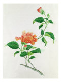 Hibiscos Lámina giclée por Georg Dionysius Ehret