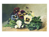 Winter Pansies, 1884 Giclee-trykk av Louis Bombled Winter Pansies, 1884 Giclee-trykk av Louis Bombled