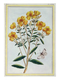 Evening Primrose, Plate 73 from 'Collection Precieuse et Enluminee' Giclee-trykk av Pierre-Joseph Buchoz Evening Primrose, Plate 73 from 'Collection Precieuse et Enluminee' Giclee-trykk av Pierre-Joseph Buchoz