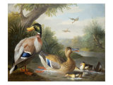 Ducks in a River Landscape Giclee-trykk av Jakob Bogdani Or Bogdany