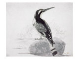 Black and White Kingfisher Giclee-trykk av Thomas Bewick Black and White Kingfisher Giclee-trykk av Thomas Bewick