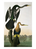 Black-Billed Darter, from 'Birds of America', engraved by Robert Havell Giclee Print by John James Audubon