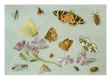Butterflies, Moths and other Insects with a Sprig of Periwinkle Giclee Print by Jan Van, The Elder Kessel