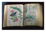 Two Pages Depicting Rose and Garlic, from 'The Book of Simple Medicines' by Mattheus Platearius Giclee Print by Robinet Testard