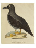 Sooty Albatross Giclee Print by Paul Louis Oudart