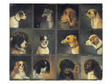 Twelve Favourite Dogs, 1883 Giclee Print by Edwin Frederick Holt