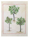 Illustration from the 'Book of Simple Medicines' by Mattheaus Platearius Giclee Print by Robinet Testard