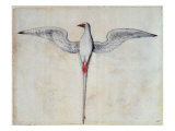 Tropic Bird Reproduction procédé giclée par John White