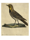 Lark with a Black Collar Giclee Print by Paul Louis Oudart