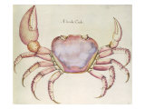 Land Crab Reproduction procédé giclée par John White