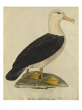 Albatross with Black Eyebrows Giclee Print by Paul Louis Oudart