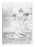 Botanical Study, Fol. 14R from the Codex Atlanticus, 1478-1518 Giclee Print by Leonardo da Vinci 