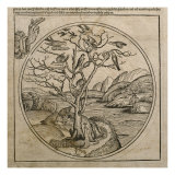 God the Father Creating the Birds and the Fishes, Illustration from the 'Liber Chronicarum' Giclee Print by Michael Wolgemuth