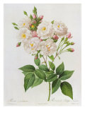Rosa Noisettiana Giclee Print by Pierre Joseph Redoute