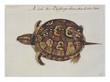 Common Box Tortoise Giclee Print by John White