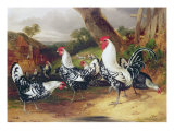 Cockerels in a Landscape Giclee Print by William Joseph Shayer