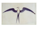 Frigate Bird Giclee Print by John White