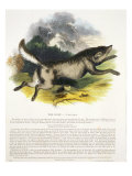 The Wolf Reproduction procédé giclée par Josiah Wood Whymper