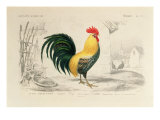 Domestic Cock, Illustration from 'Dictionnaire Universel D'Histoire Naturelle' by Charles D'Orbigny Lámina giclée por Edouard Travies Domestic Cock, Illustration from 'Dictionnaire Universel D'Histoire Naturelle' by Charles D'Orbigny Lámina giclée por Edouard Travies