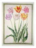 Tulips, from the 'Nassau Florilegium' Reproduction procédé giclée par Johann Jakob Walther