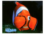 Finding Nemo, 2003 ジクレープリント