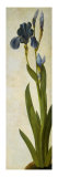 Iris Reproduction procédé giclée par Albrecht Dürer