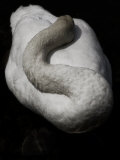 A Sleeping Swan Photographic Print by Abdul Kadir Audah