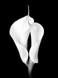 Two White Calla Lilies Photographie par Images Monsoon