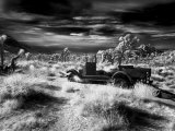 Old Car in Trees, Joshua Tree National Park, California Lámina fotográfica por Images Monsoon