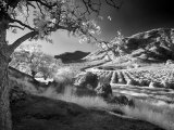 Valley with Trees, California Lámina fotográfica por Images Monsoon