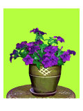 Petunia in Pot Lámina giclée por Images Monsoon