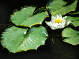 White Water Lily Flower and Lily Pads Floating on Water, Romo Island, Denmark, Green, Leaf Photographic Print by Diane Miller