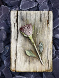 Frosted Rose on Weathered Piece of Timber Photographic Print by Images Monsoon