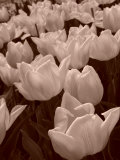 Field of Tulips in Holland, Keukenhof, Holland, Sepia Photographic Print by Abdul Kadir Audah