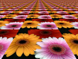Gerbera Flowers Multiplied in Tiles Photographic Print by Winfred Evers