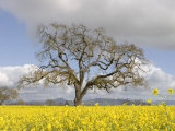 Bare Oak Tree Photographic Print by Diane Miller
