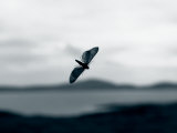Image of Moth on a Window Photographic Print by EJ Carr