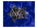 Seaturtle in Deep Blue Water reproduction procédé giclée par Images Monsoon
