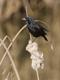 Red Winged Blackbird Photographic Print by Images Monsoon