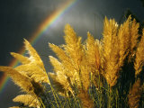 Pampas Grass and Rainbow, Sedona, Arizona, USA Photographic Print by Margaret L. Jackson