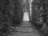 Path with Shrubs at the Boboli Gardens in Florence, Italy Photographic Print by Andrea Sperling